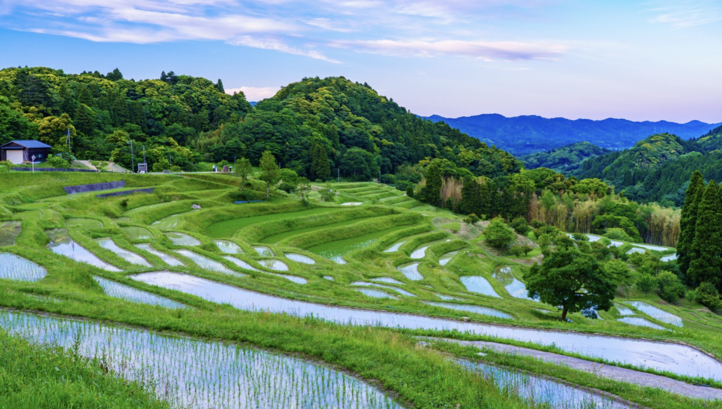 「千葉大山千枚田」日本の伝統棚田