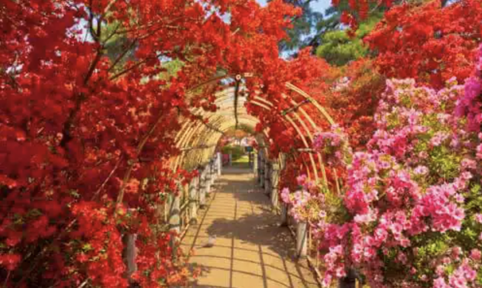 「群馬つつじが岡公園」散歩