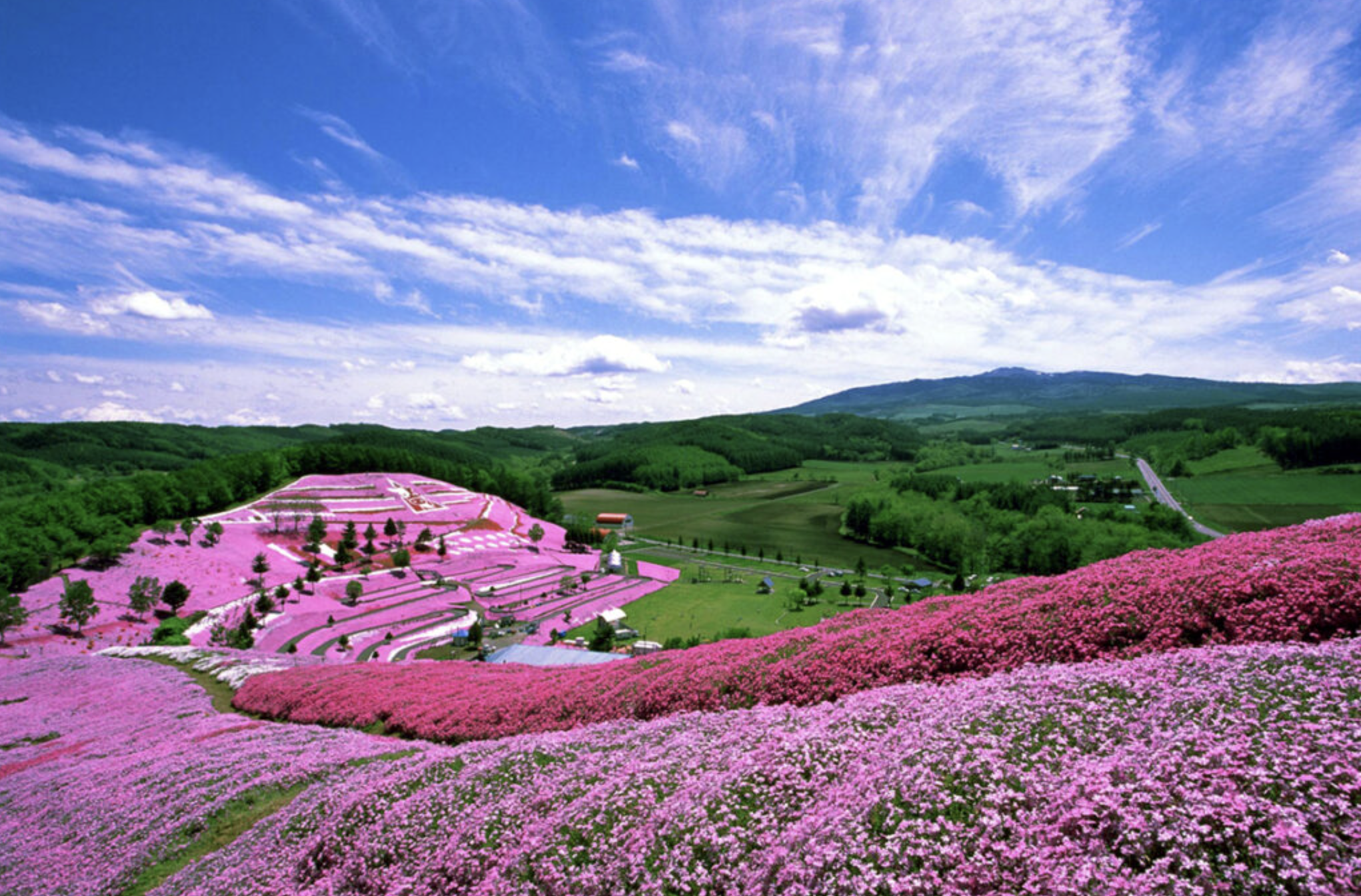 「北海道ひがしもこと芝桜公園」写真映え