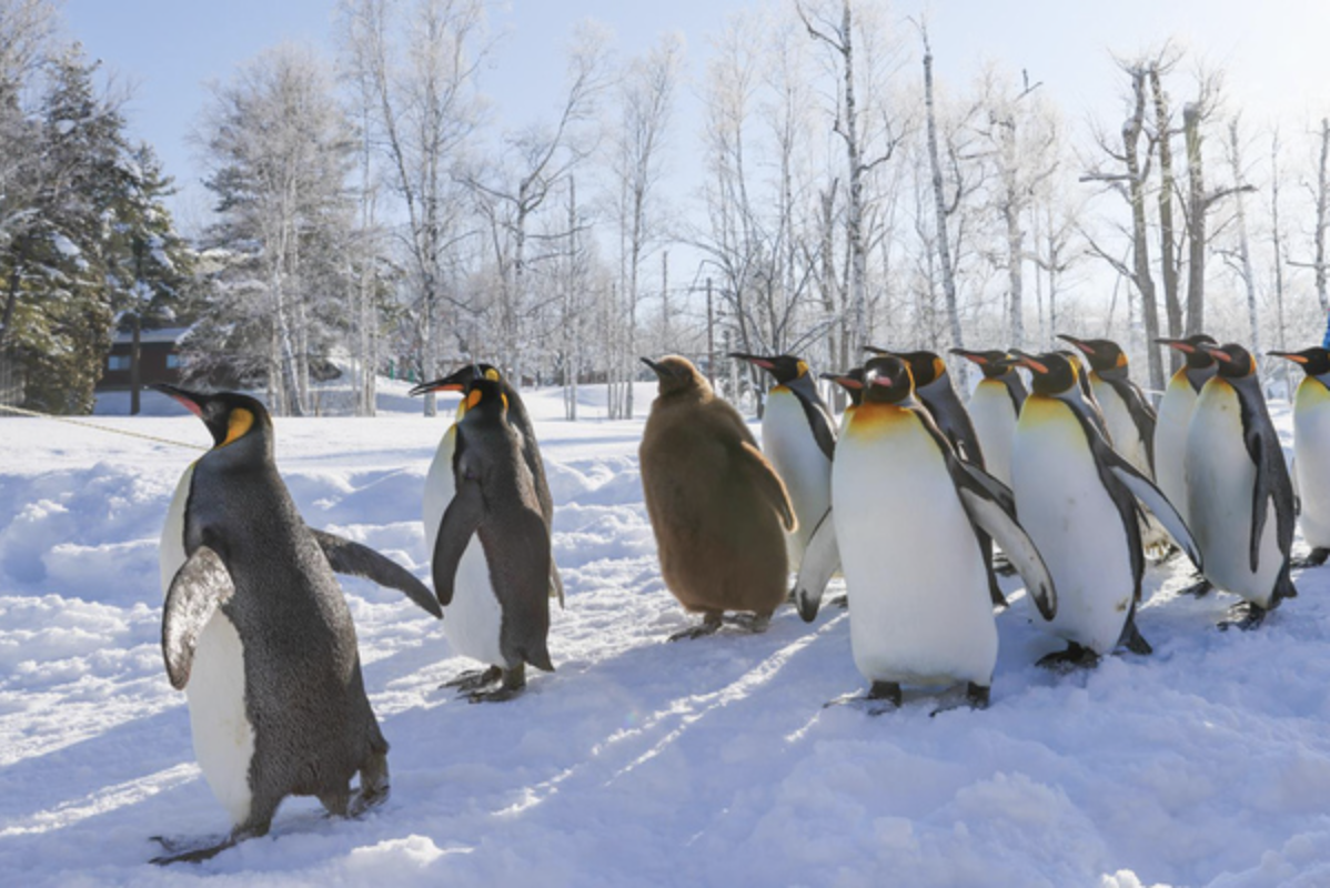 「北海道旭山動物園」ペンギンの散歩