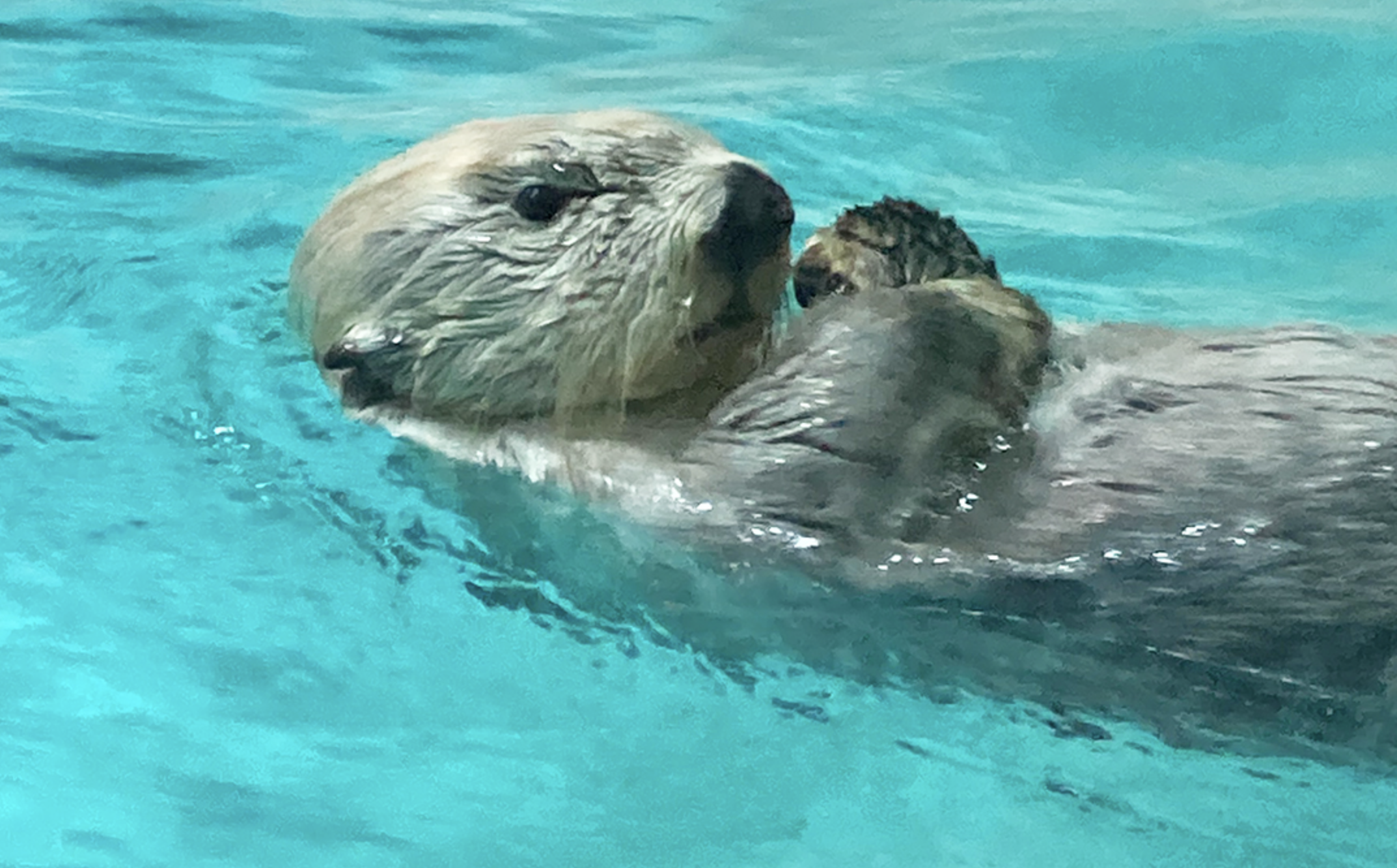 「三重鳥羽水族館」かわいい