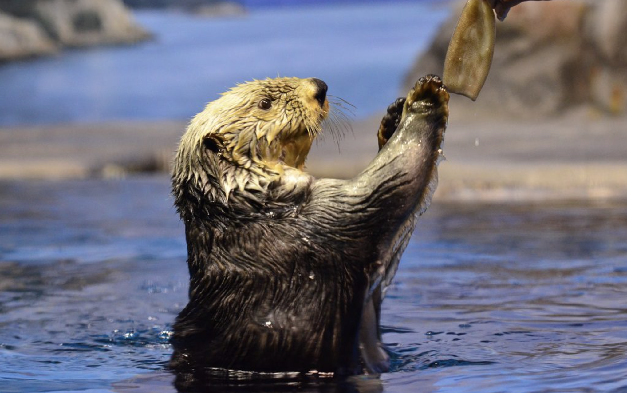 「新潟市水族館 マリンピア日本海」かわいい