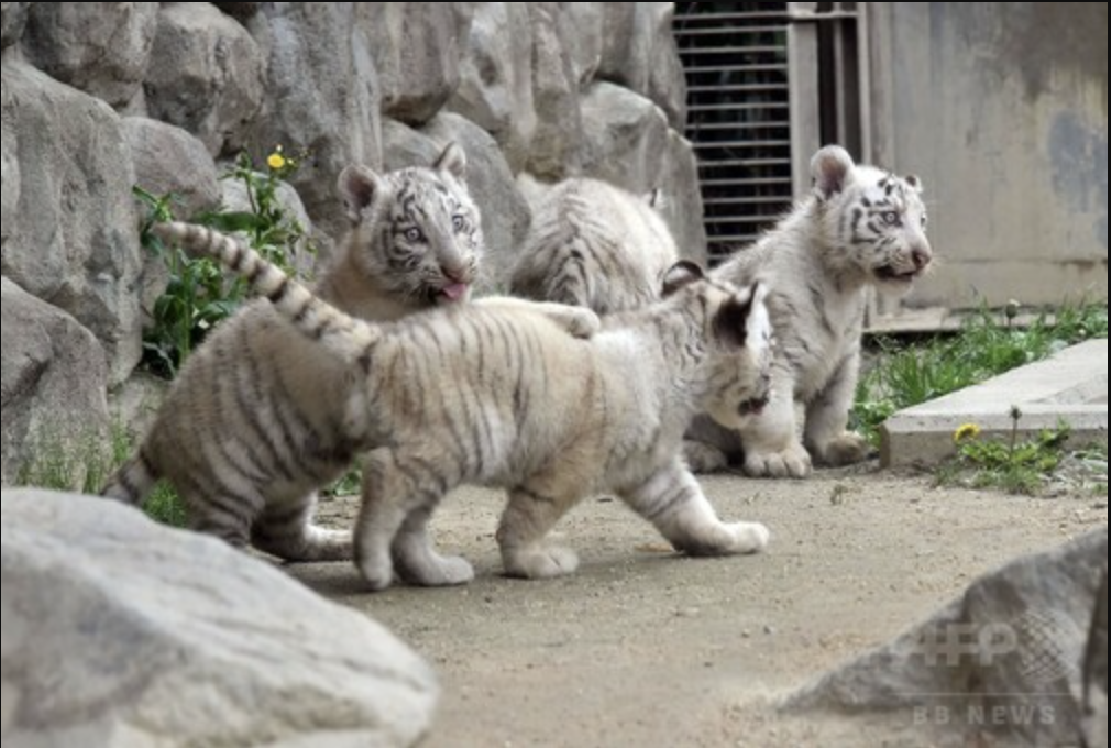 「埼玉東武動物公園」癒し