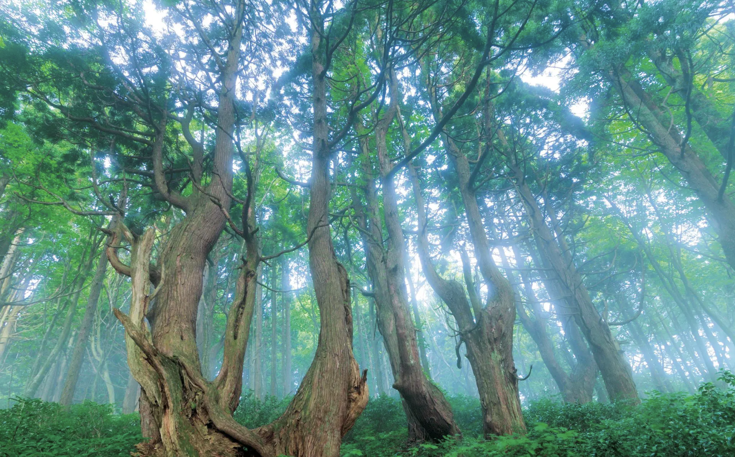 「山形幻想の森」神秘的