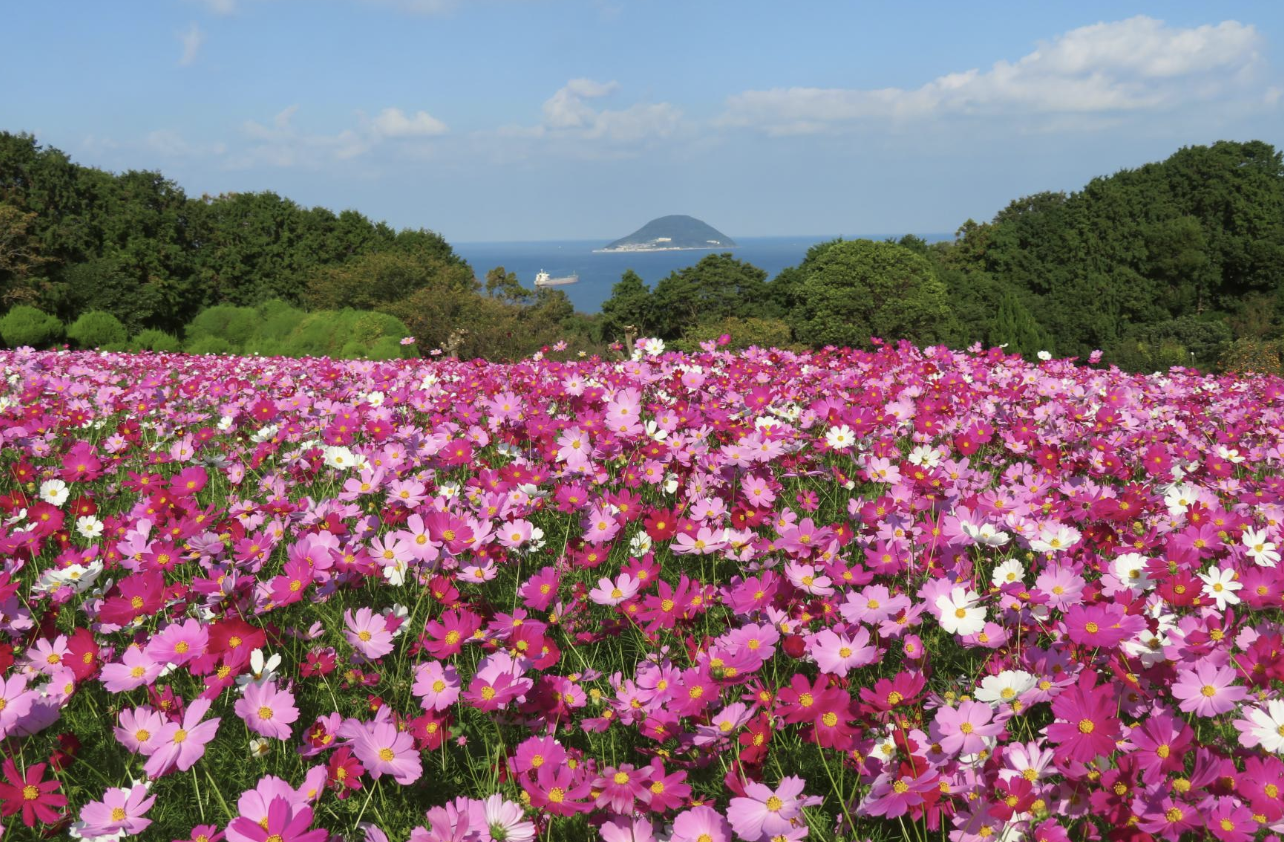 8. 能古島（のこのしま）アイランドパーク: 自然と花々の楽園