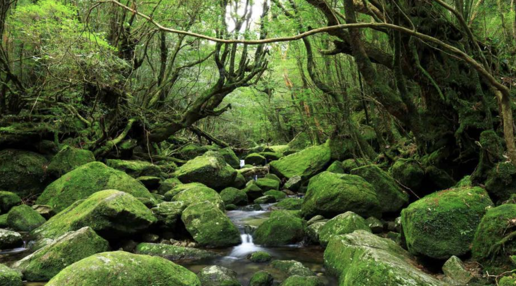 5. 世界自然遺産、屋久島の魅力