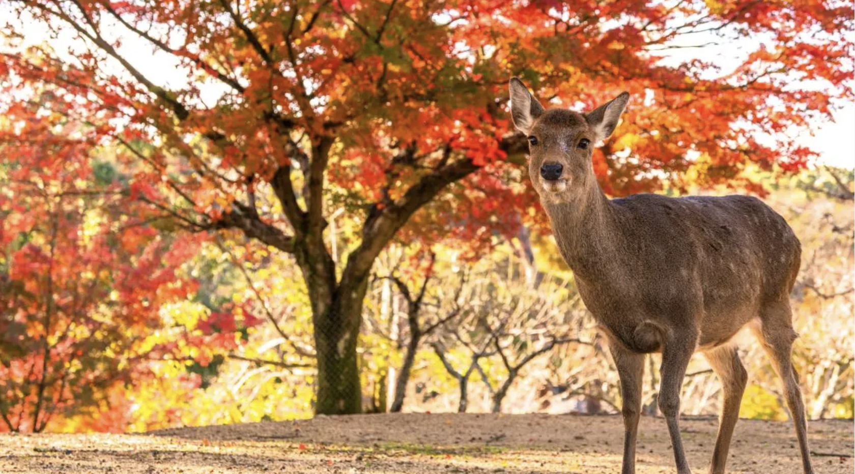 奈良公園とその周辺