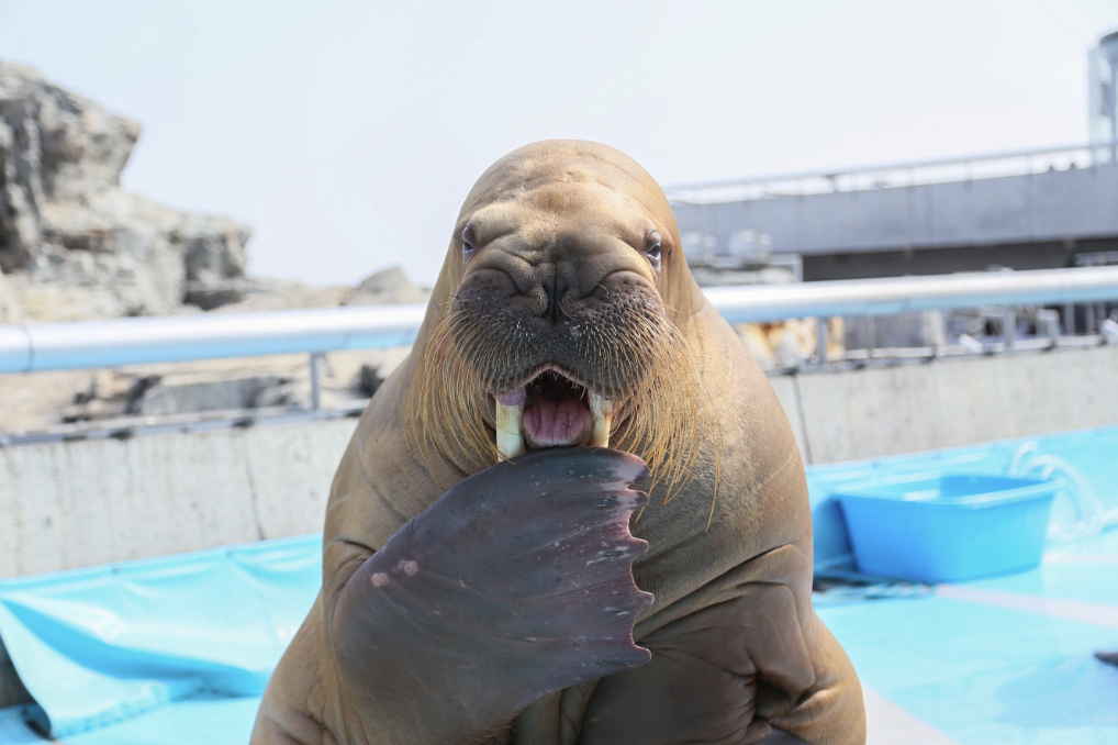 5. 大分マリーンパレス水族館「うみたまご」で海の魅力を探る