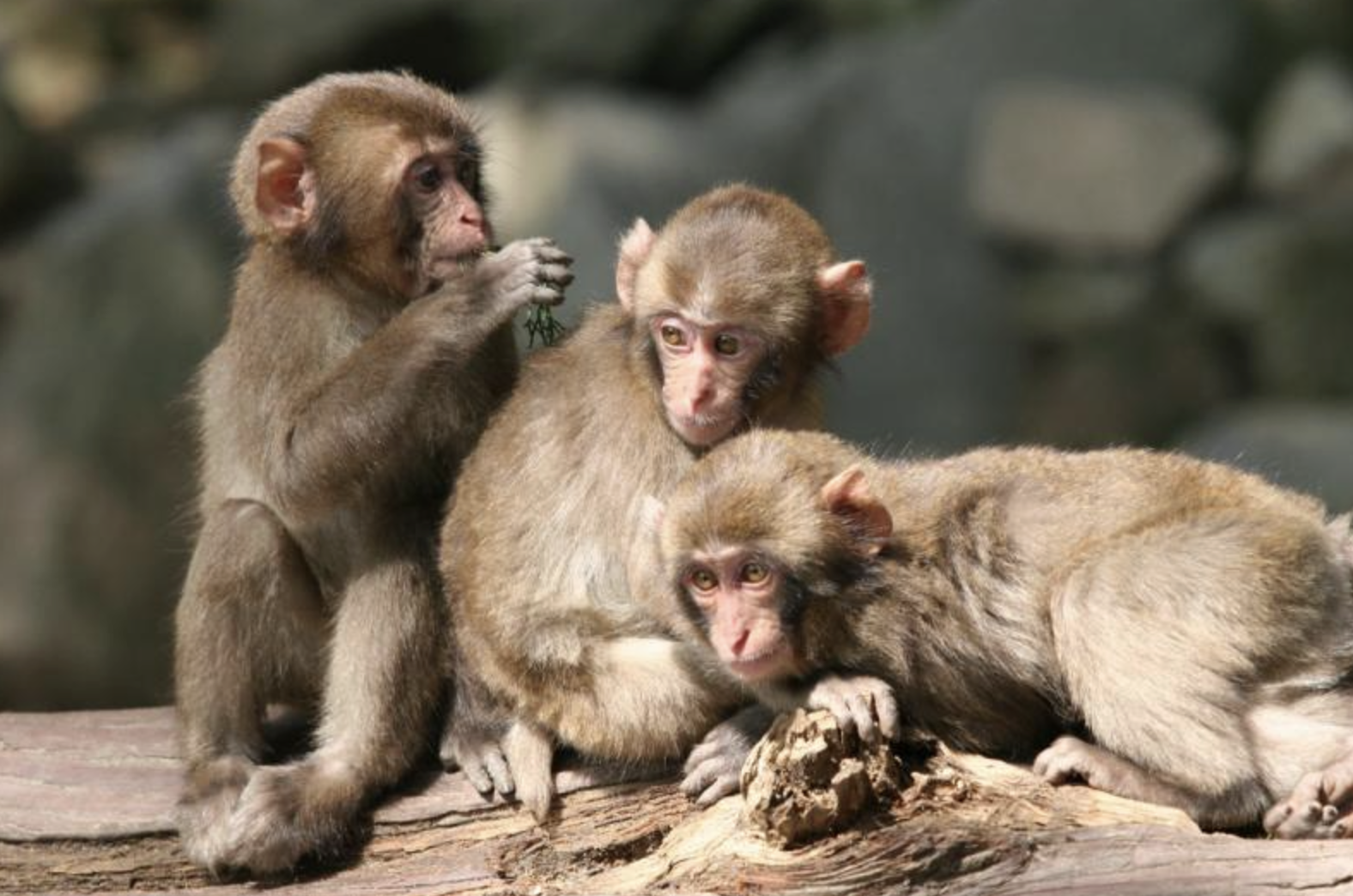 7. 高崎山自然動物公園で野生のサルを観察