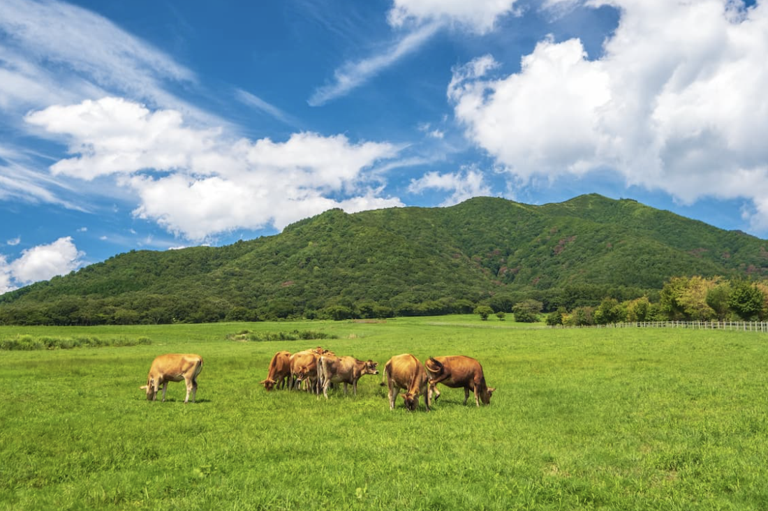 蒜山高原でのアウトドア体験